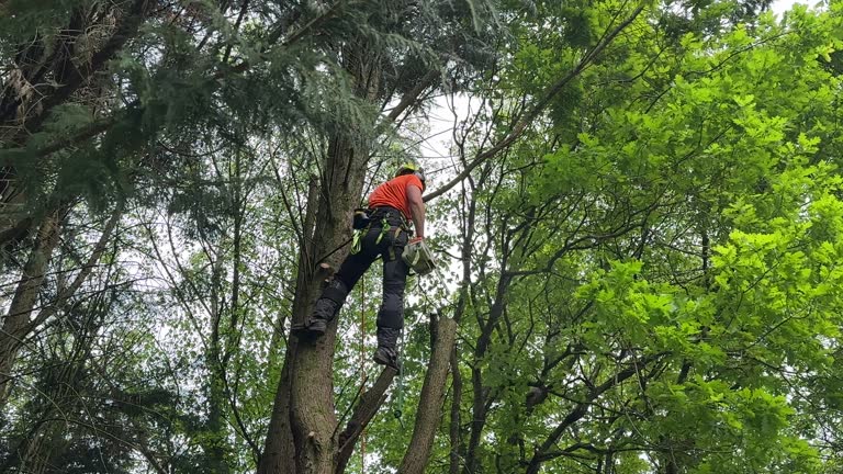 Tree and Shrub Care in Palmdale, PA