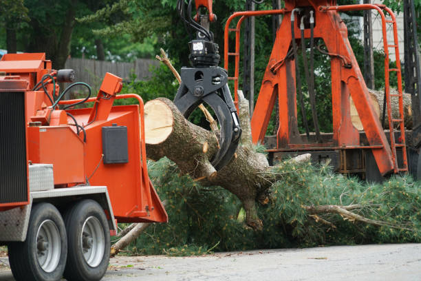 Why Choose Our Tree Removal Services in Palmdale, PA?