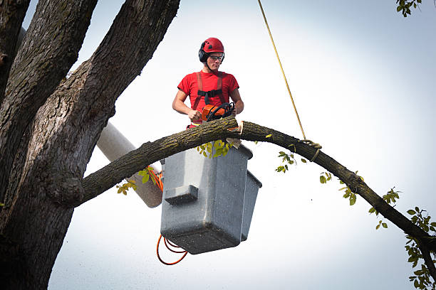 Best Tree Risk Assessment  in Lmdale, PA