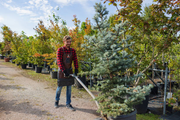 Best Tree and Shrub Care  in Lmdale, PA